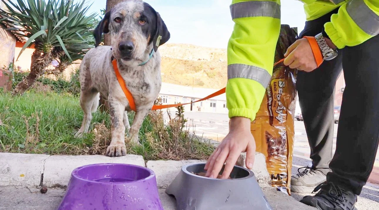 İETT'nin üç garajında beş köpek sahiplendirildi
