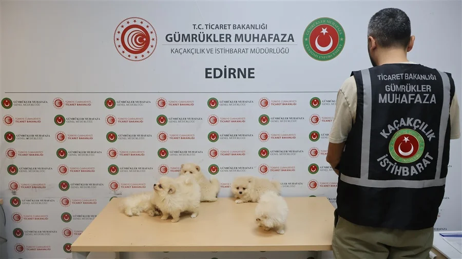 Kapıkule’de araç içinde altı köpek yavrusu bulundu
