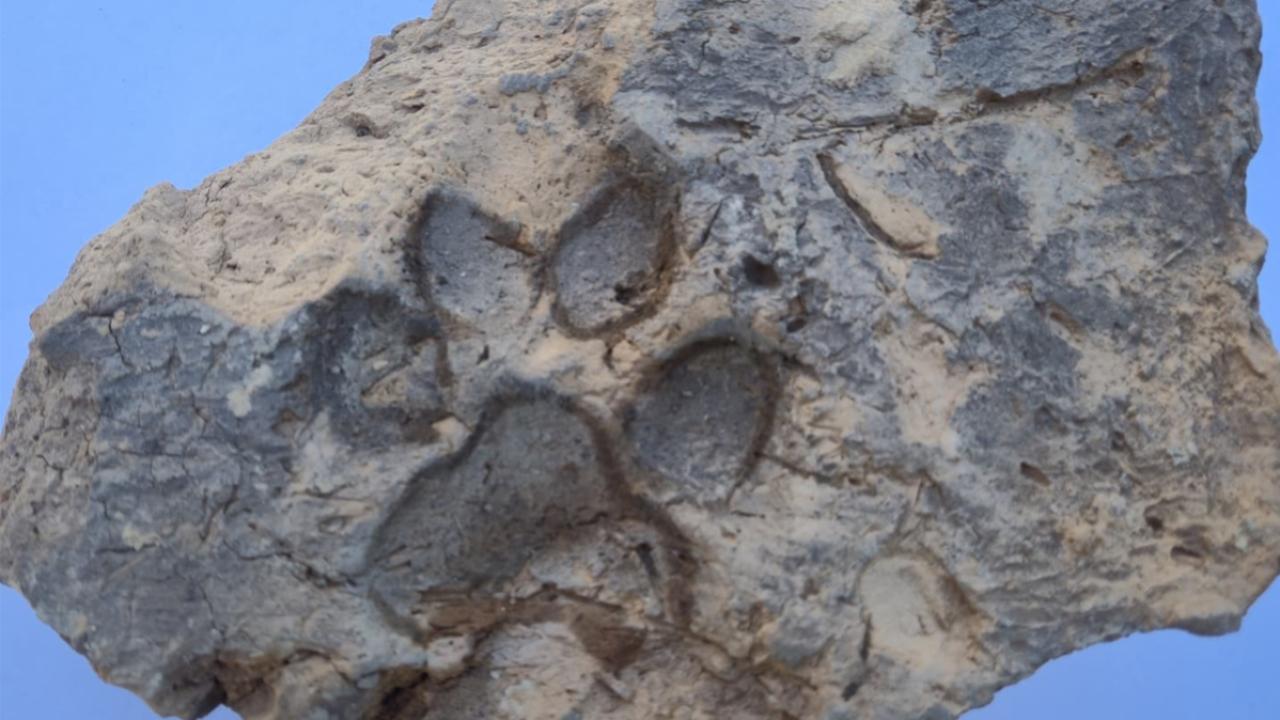 Tavşanlı Höyük'te 4 bin yıllık kerpiç üzerindeki pati izleri bulundu