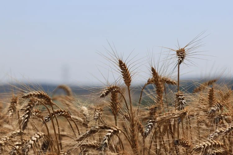 Temsili: İstanbullu çiftçilere 1.990 ton tohum desteği verildiği açıklandı
